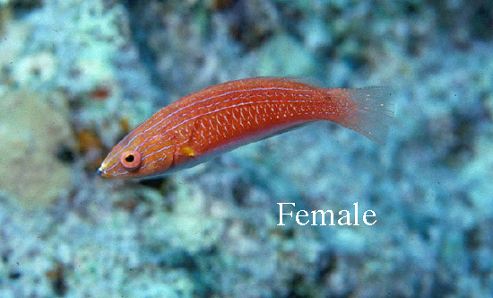  Cirrhilabrus rubriventralis (Social Fairy Wrasse)